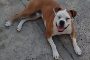 pepa