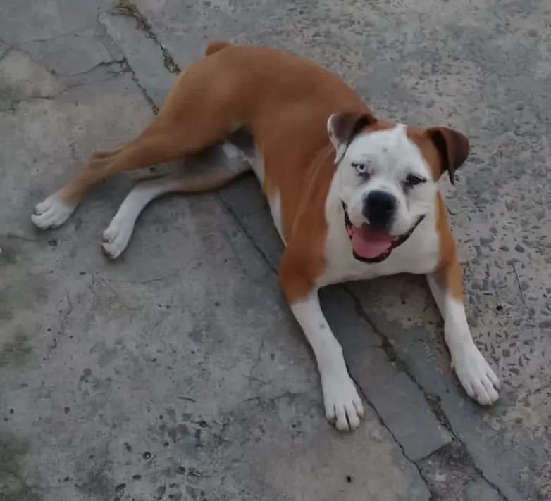 pepa
