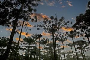 pinheiro_010