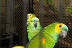 Programa de voluntariado do Instituto Água e Terra permite cuidar temporariamente de animais silvestres nativos do Paraná