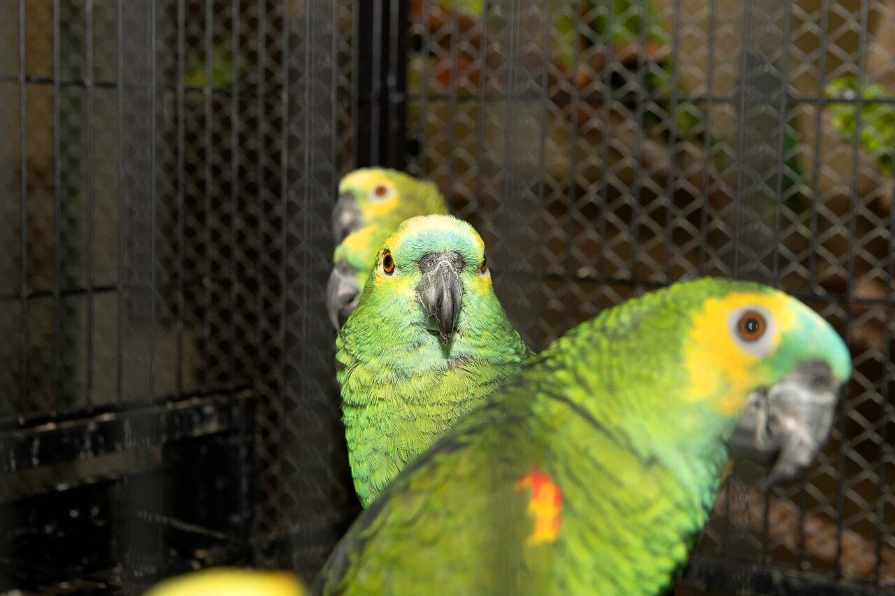 Programa de voluntariado do Instituto Água e Terra permite cuidar temporariamente de animais silvestres nativos do Paraná