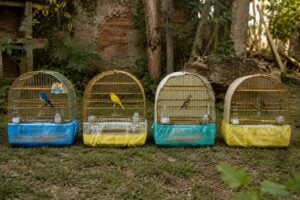 Aves Telemaco