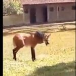 lobo-guará