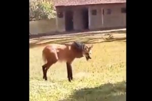 lobo-guará