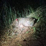 captura_onca_3_iat