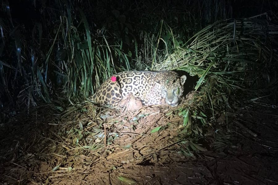 captura_onca_3_iat