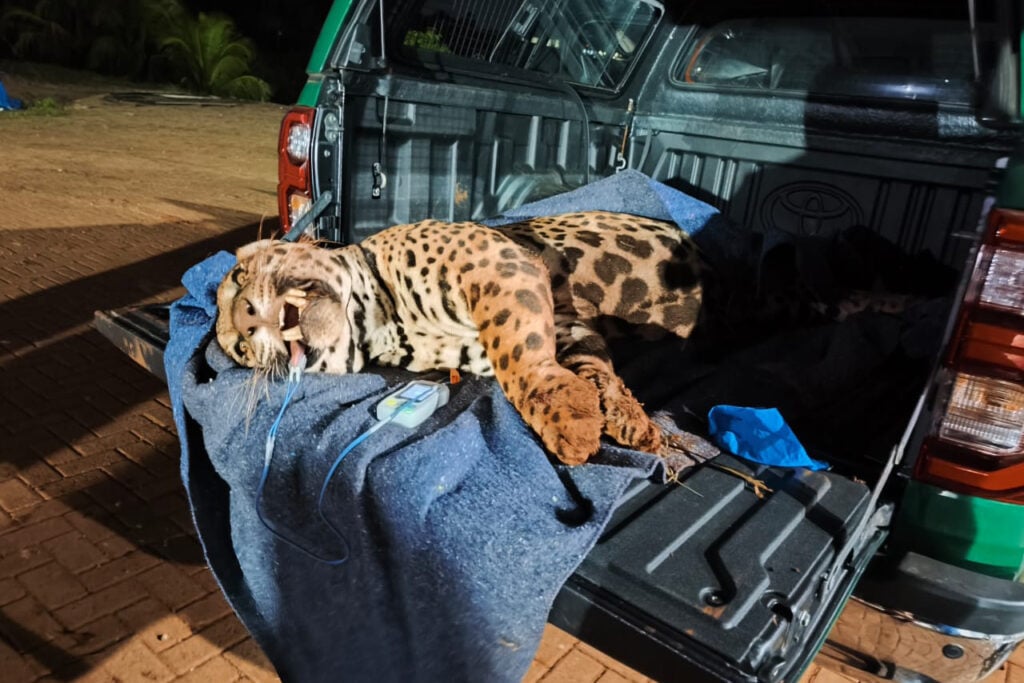 captura_onca_4_iat