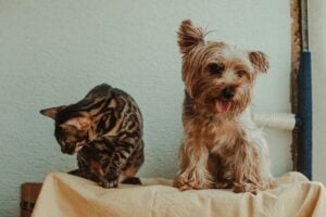 rações no feira verde