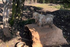 Cão encontrado amarrado, em ambiente insalubre e em condições de maus-tratos em Irati