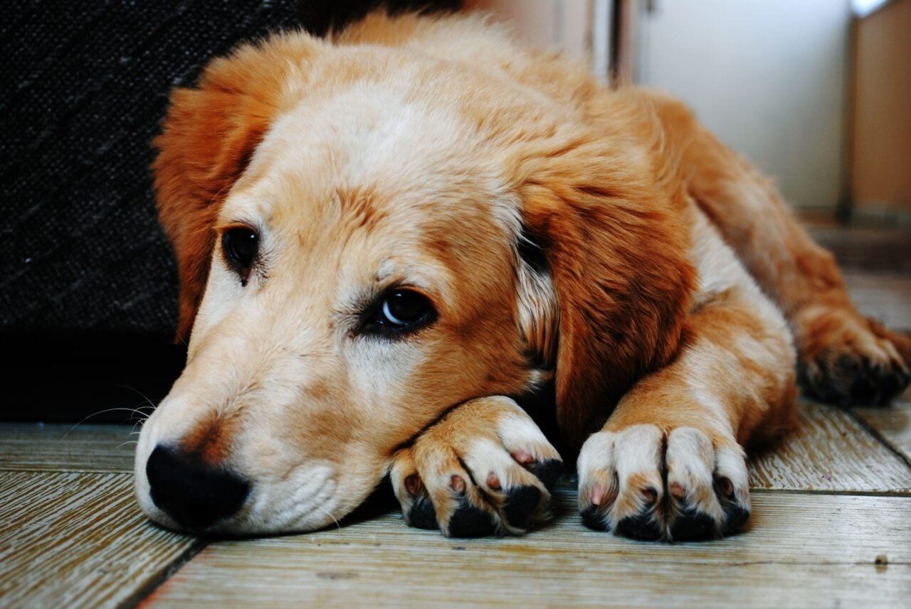 cachorro