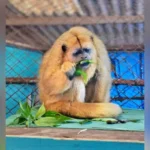 macaca fêmea de bugio-preto