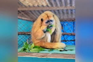 macaca fêmea de bugio-preto