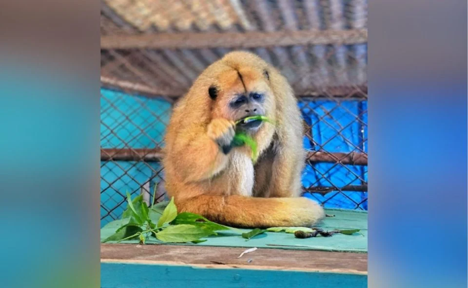 macaca fêmea de bugio-preto